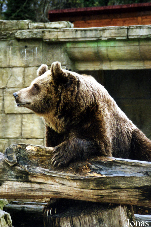 Ursus arctos
