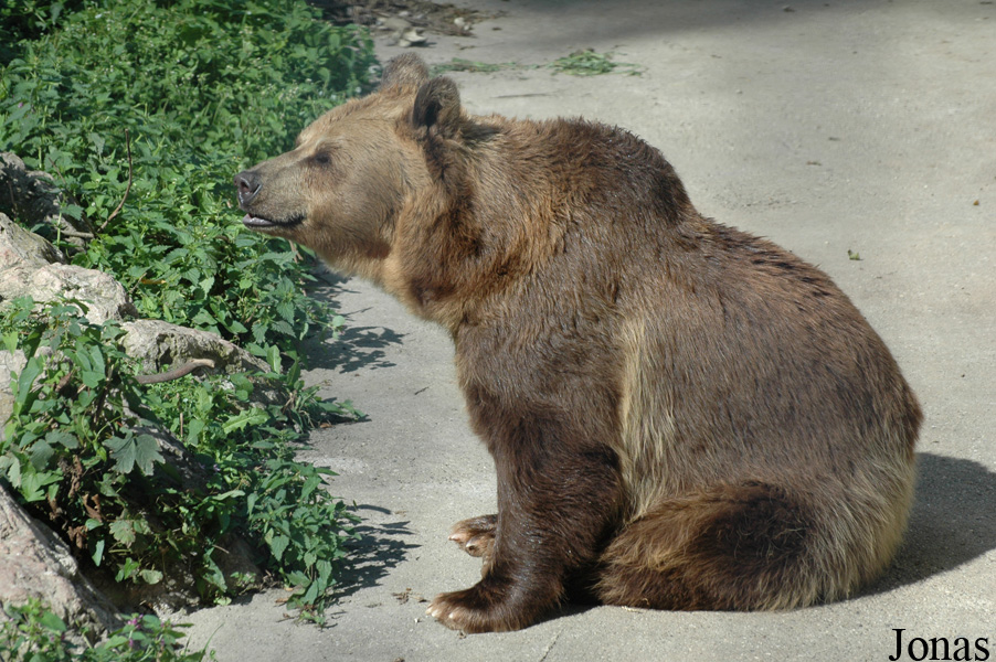 Ursus arctos