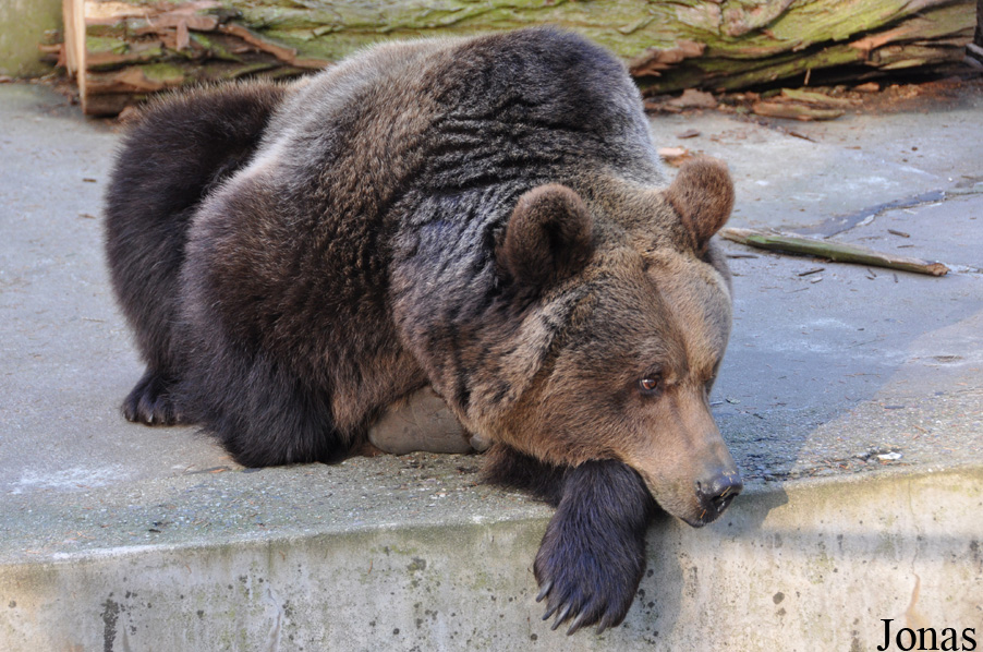 Ursus arctos