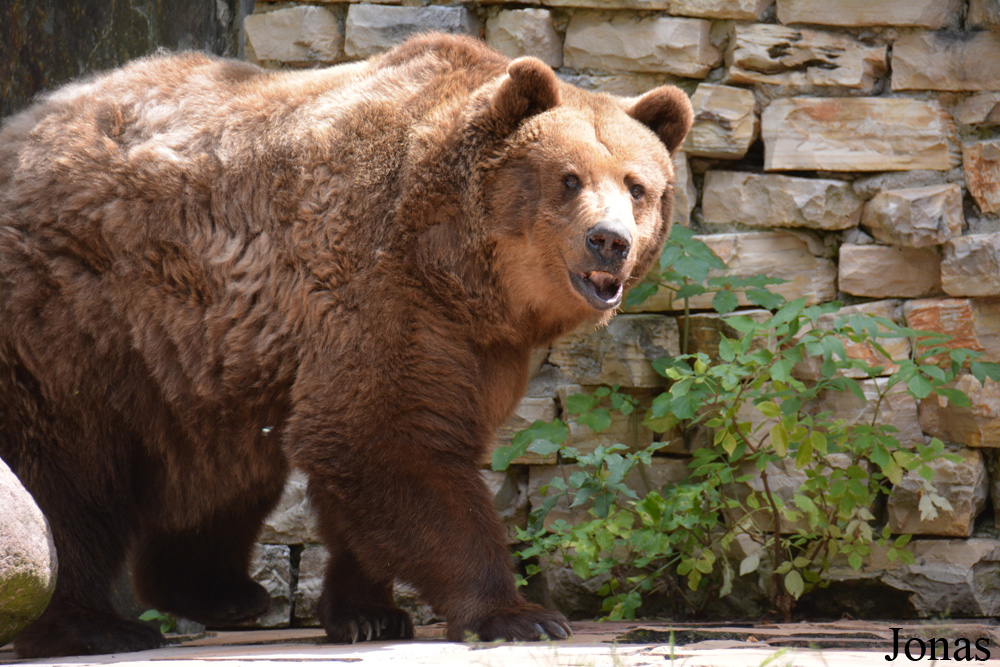 Ursus arctos arctos