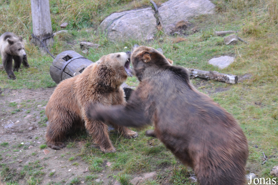 Ursus arctos arctos