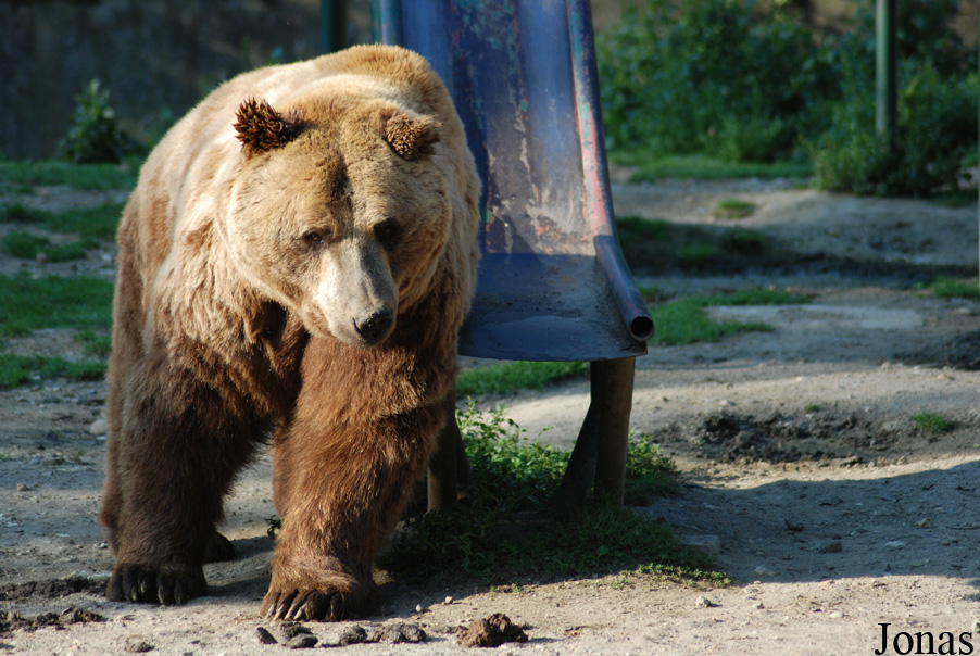 Ursus arctos arctos