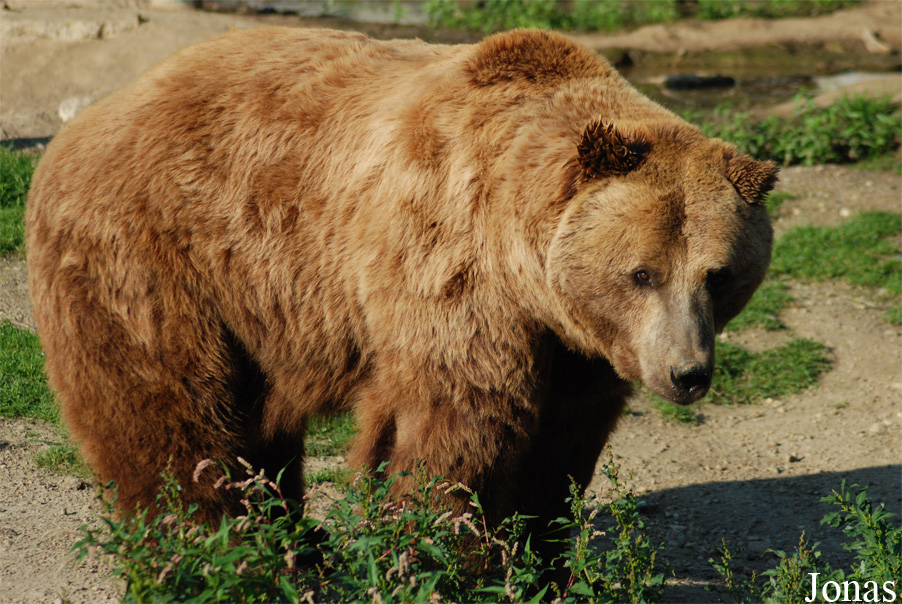 Ursus arctos arctos
