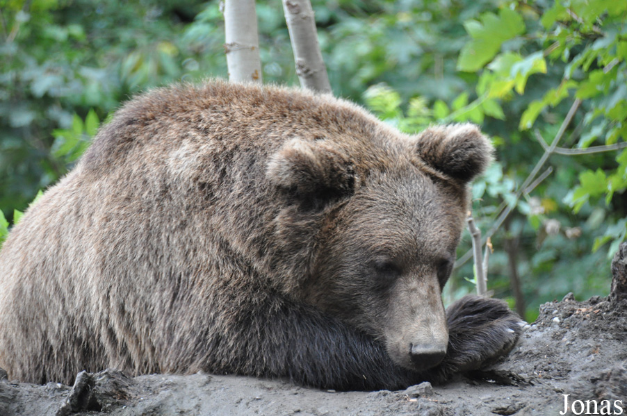 Ursus arctos arctos