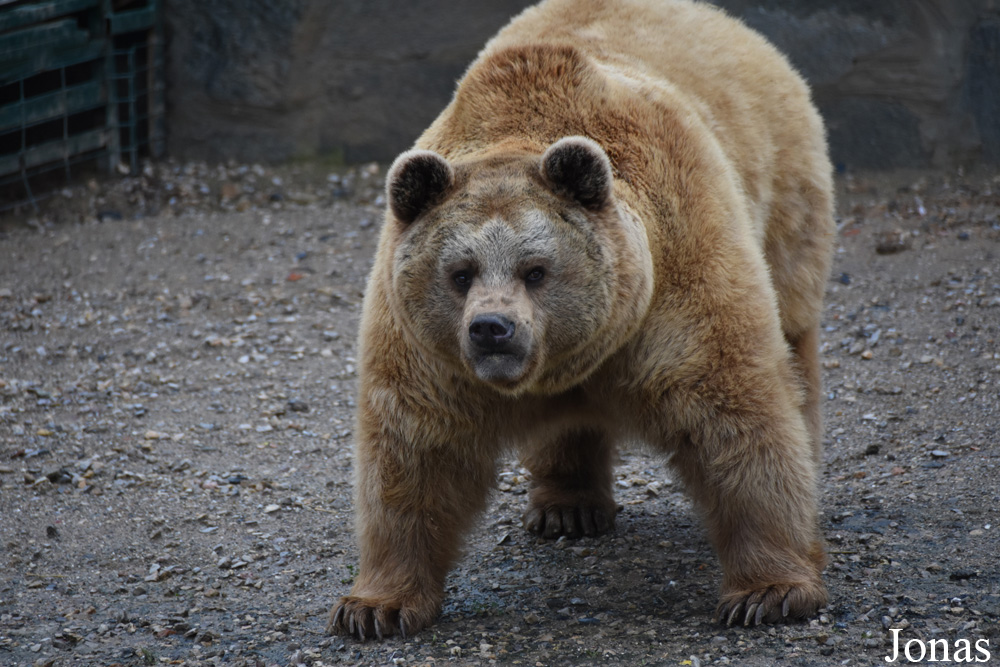 Ursus arctos arctos
