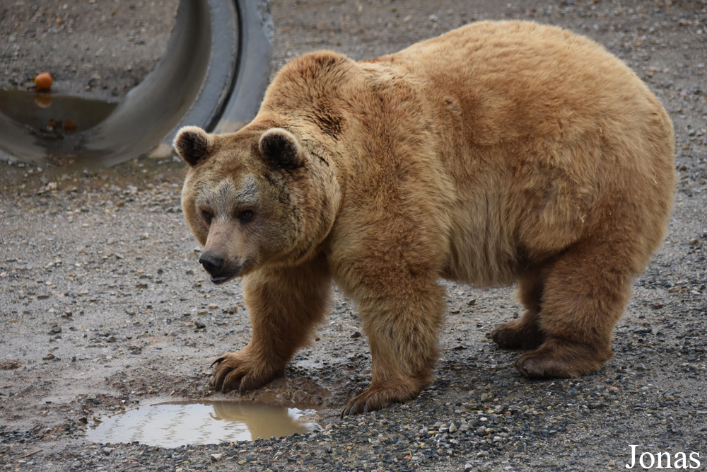 Ursus arctos arctos