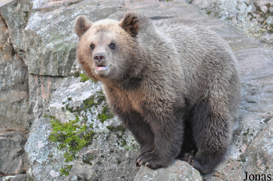 Ursus arctos arctos