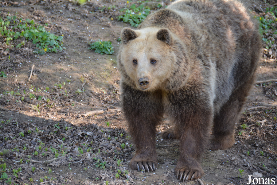 Ursus arctos arctos