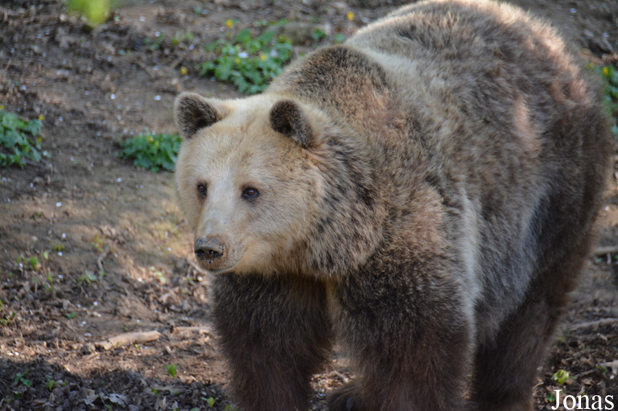 Ursus arctos arctos