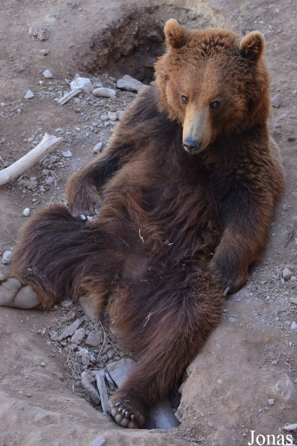 Ursus arctos arctos