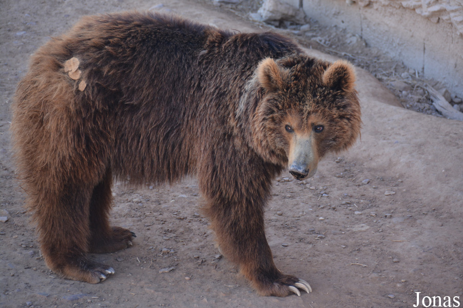 Ursus arctos arctos