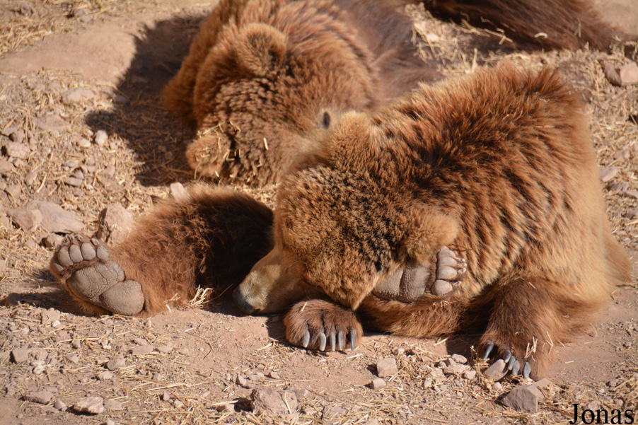 Ursus arctos arctos