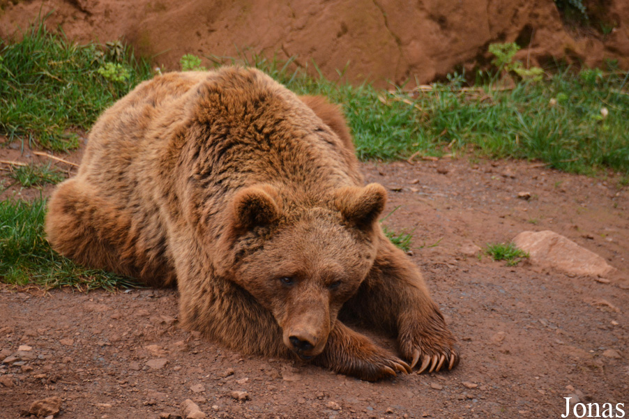 Ursus arctos arctos