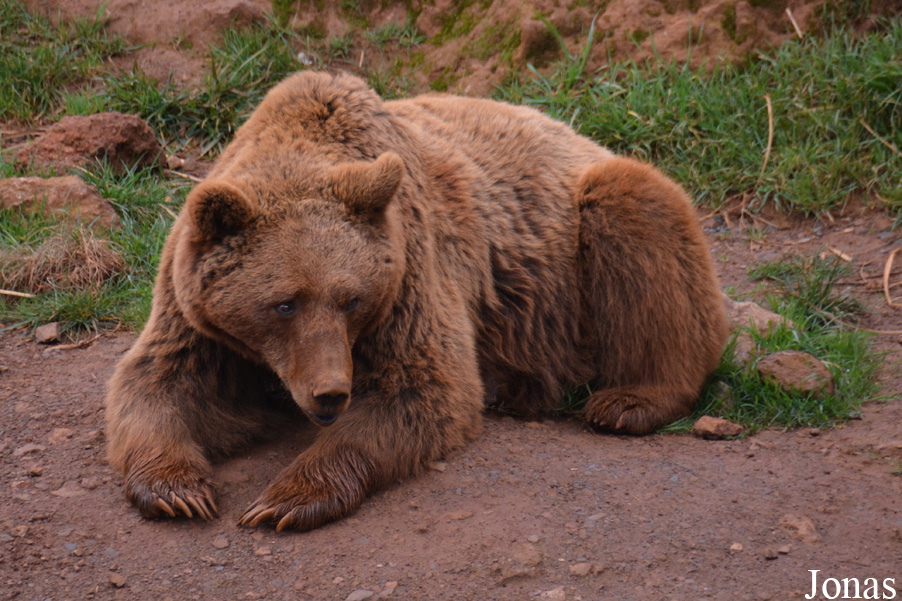 Ursus arctos arctos