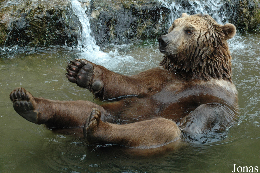 Ursus arctos arctos