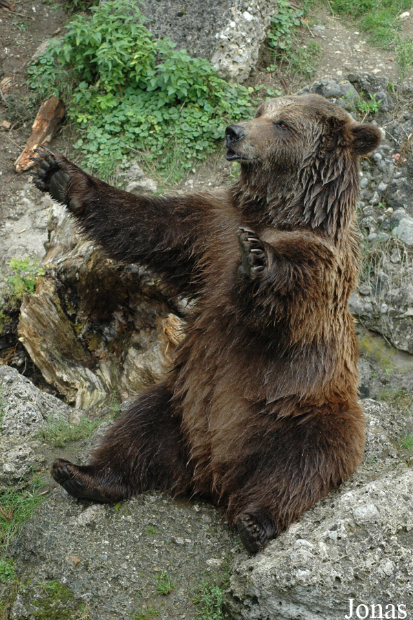 Ursus arctos arctos