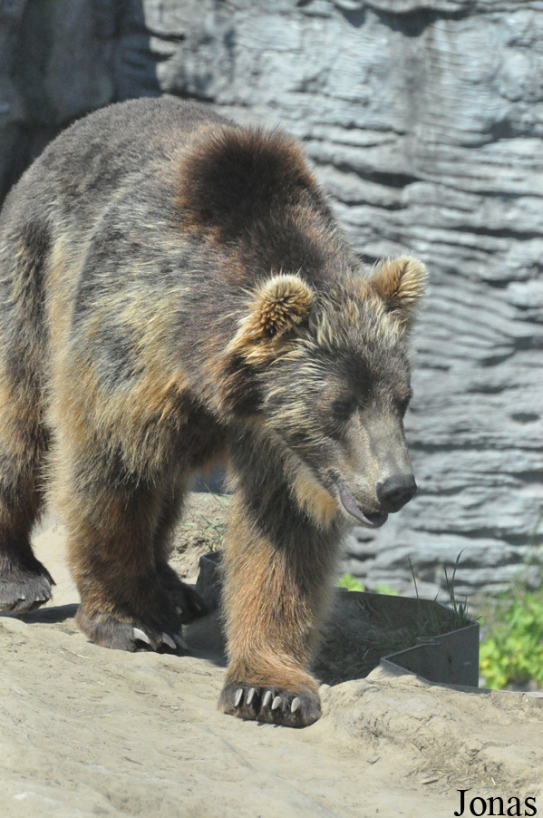 Ursus arctos beringianus