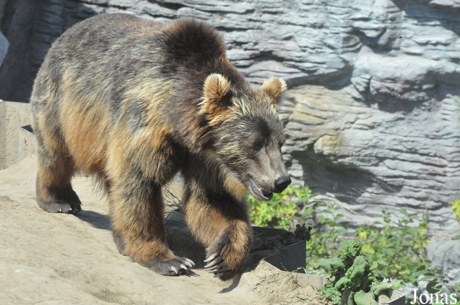 Ursus arctos beringianus
