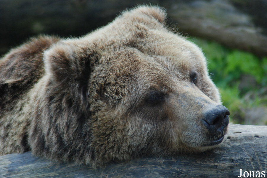 Ursus arctos horribilis