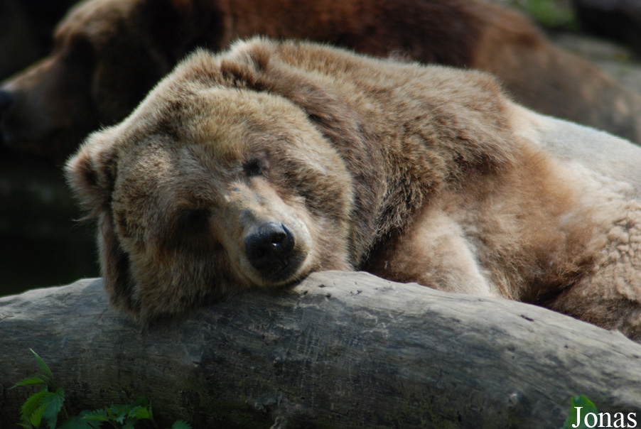 Ursus arctos horribilis