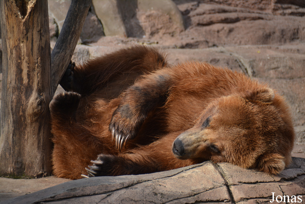 Ursus arctos horribilis