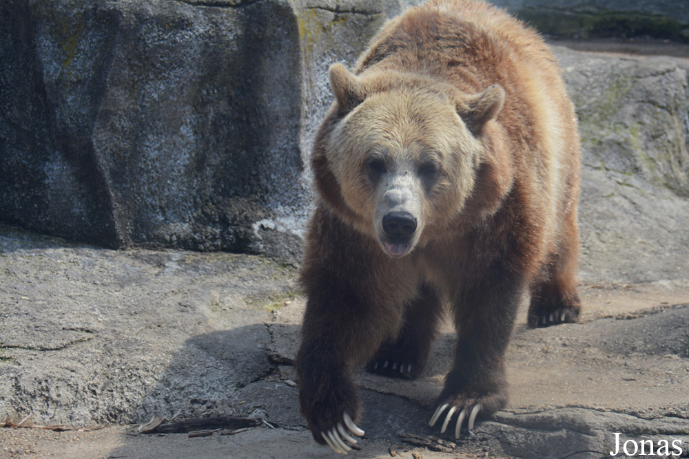 Ursus arctos horribilis