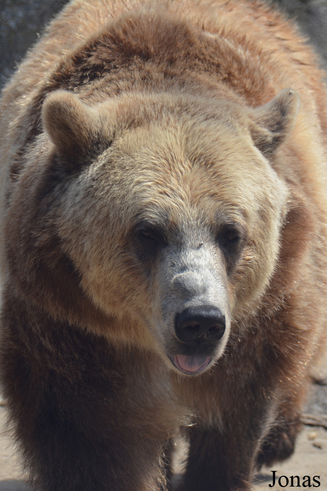 Ursus arctos horribilis