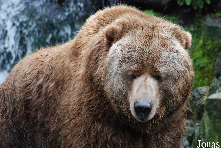 Ursus arctos middendorffi