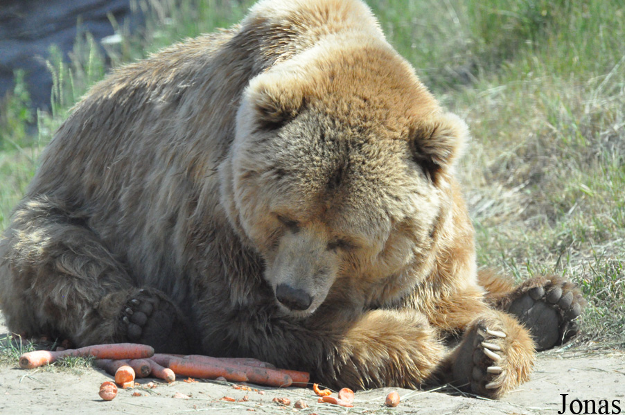 Ursus arctos middendorffi