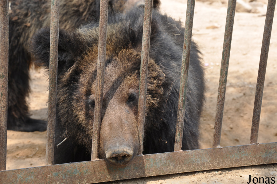 Ursus arctos pruinosus