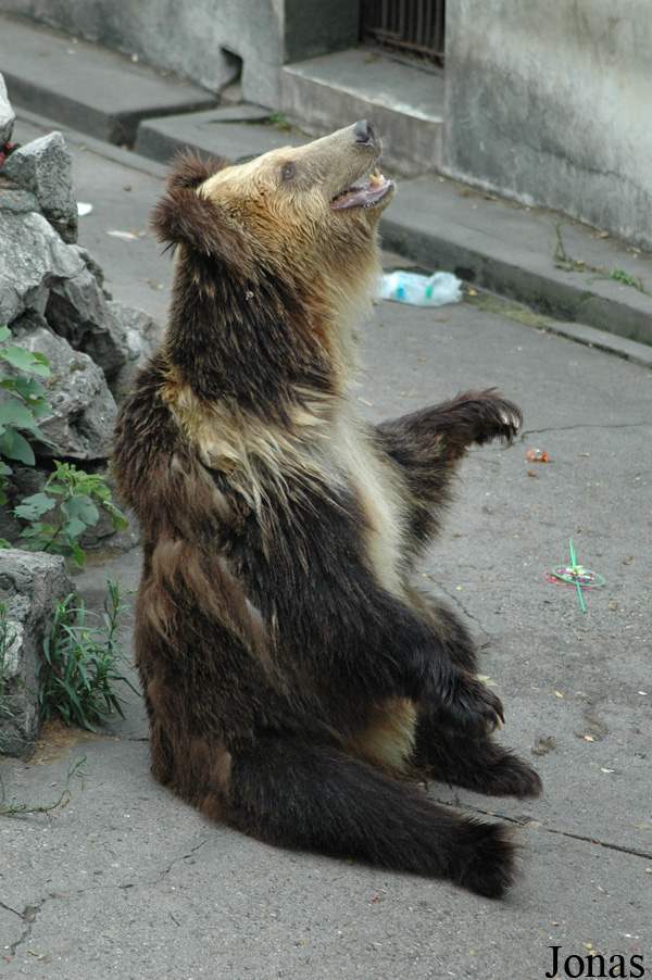 Ursus arctos pruinosus