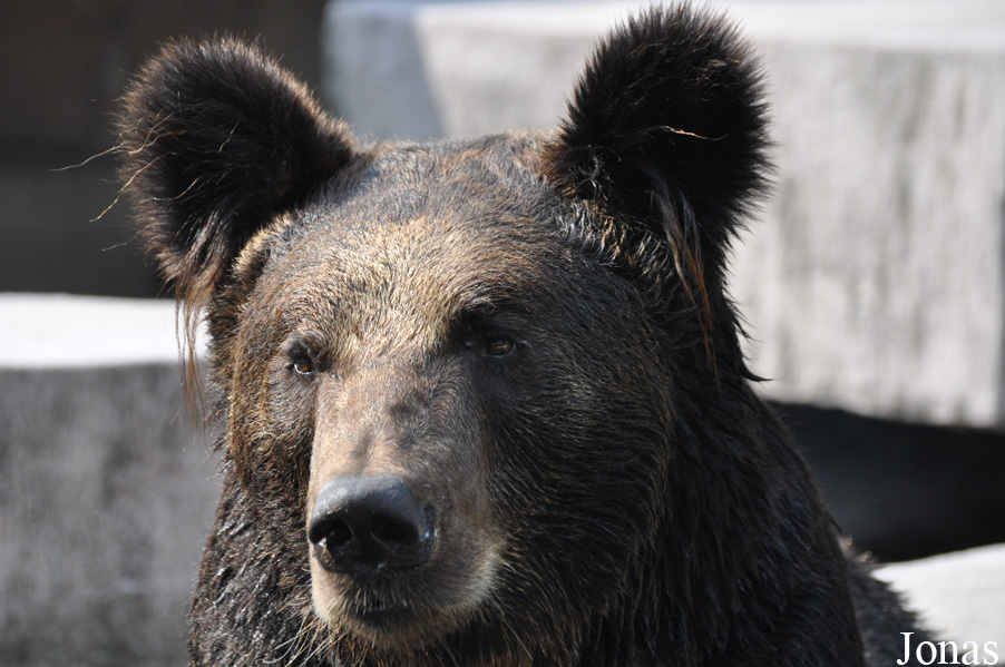 Ursus arctos pruinosus