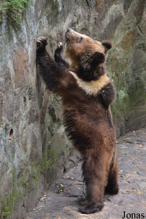 Ursus arctos pruinosus