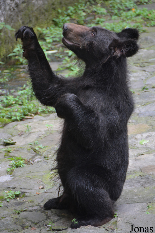 Ursus arctos pruinosus