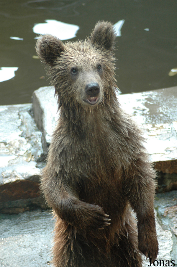 Ursus arctos pruinosus