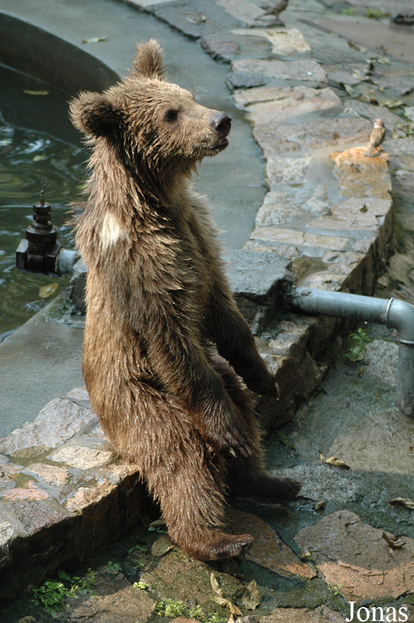 Ursus arctos pruinosus