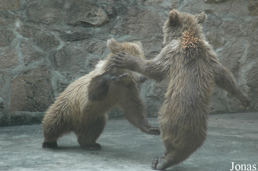 Ursus arctos pruinosus
