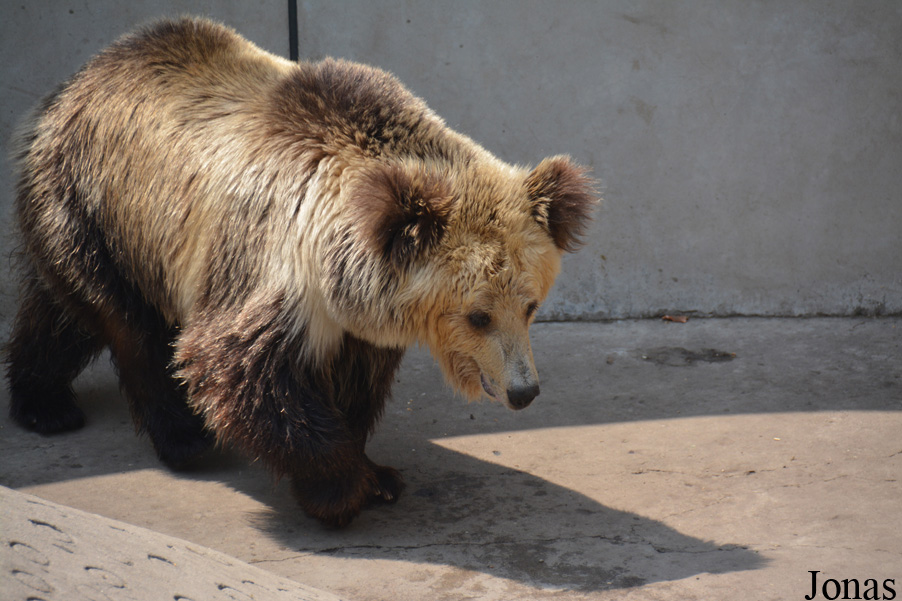 Ursus arctos pruinosus