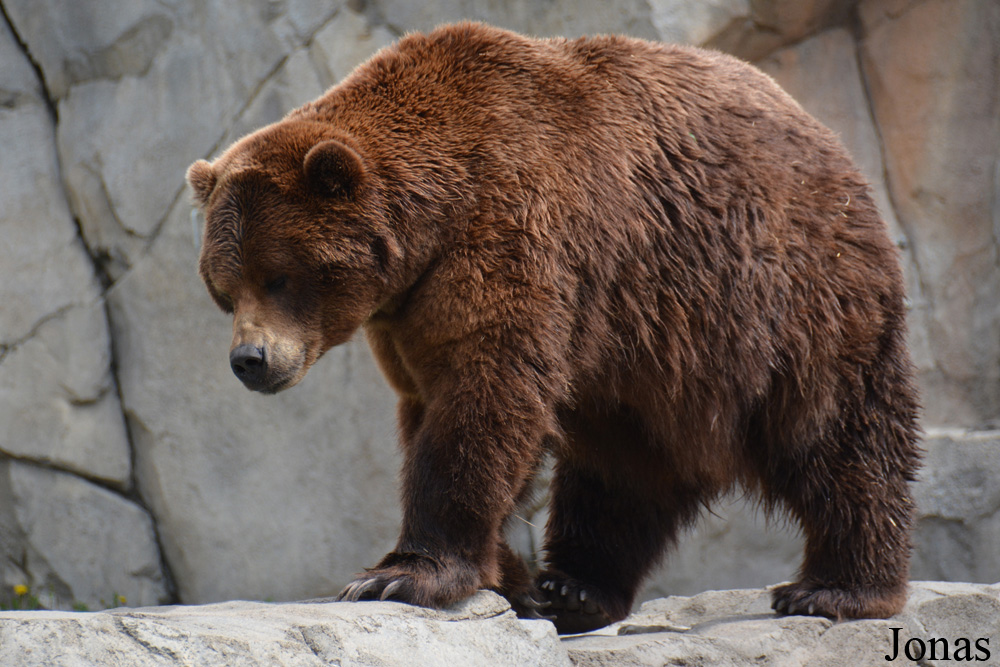 Ursus arctos sitkensis