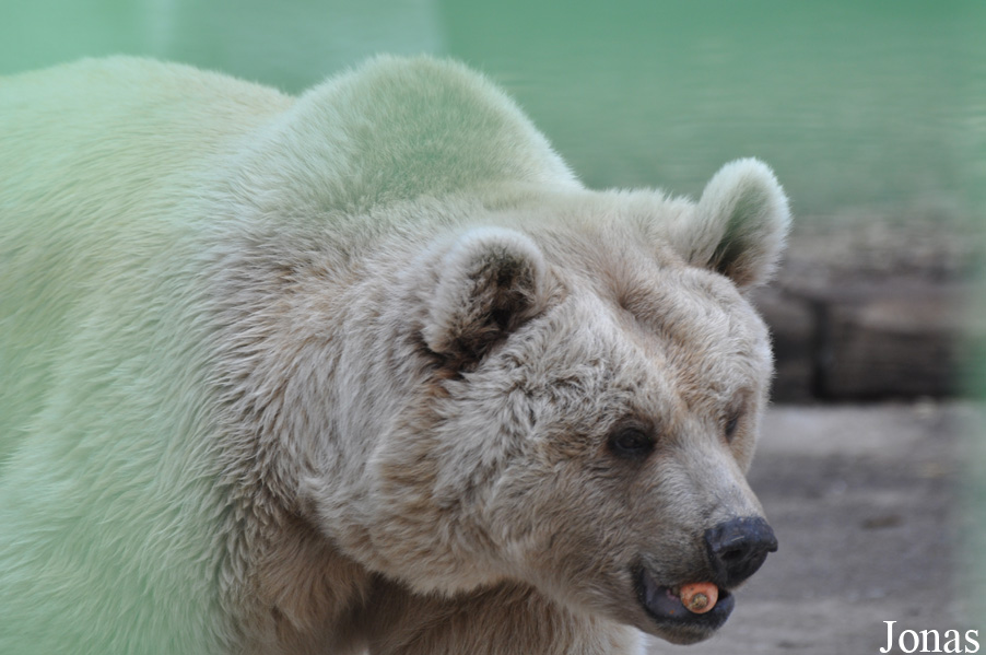 Ursus arctos syriacus