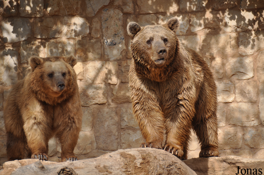 Ursus arctos syriacus