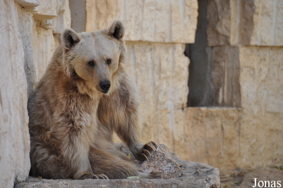 Ursus arctos syriacus