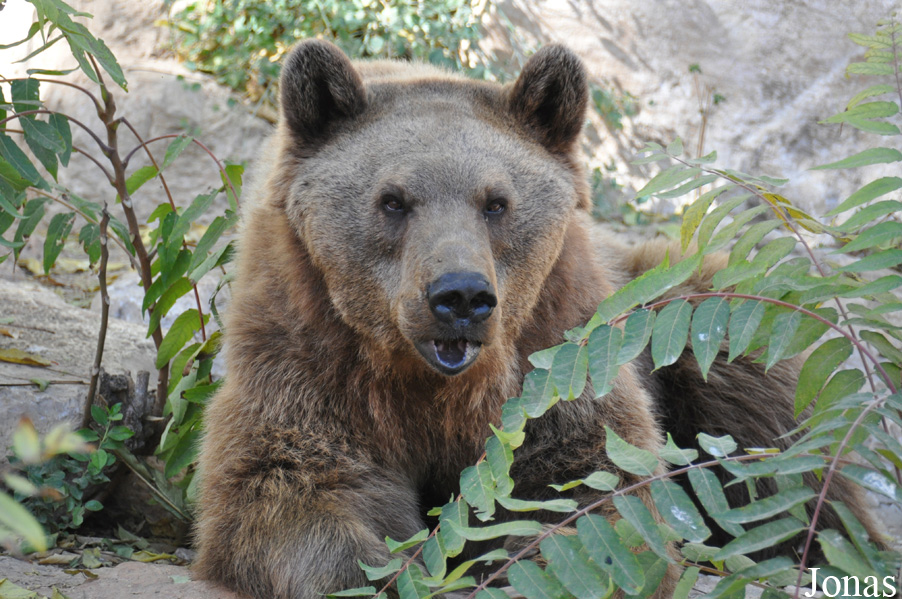Ursus arctos syriacus