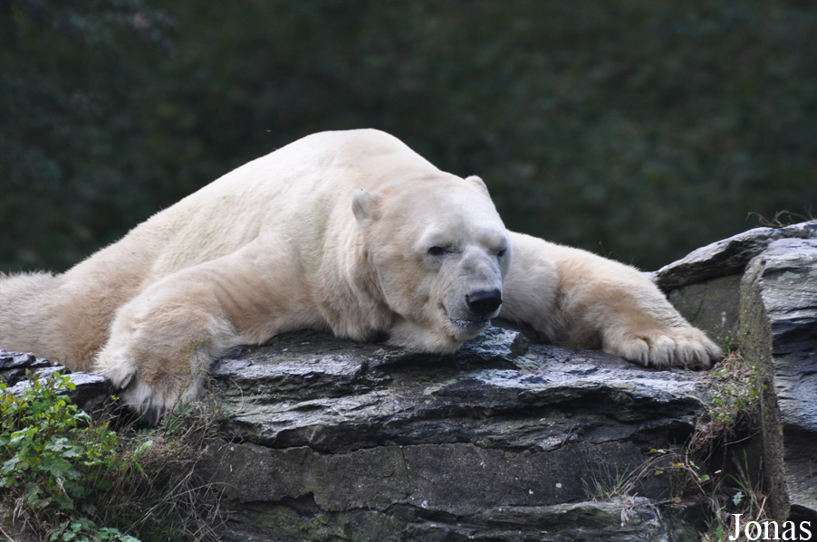 Ursus maritimus