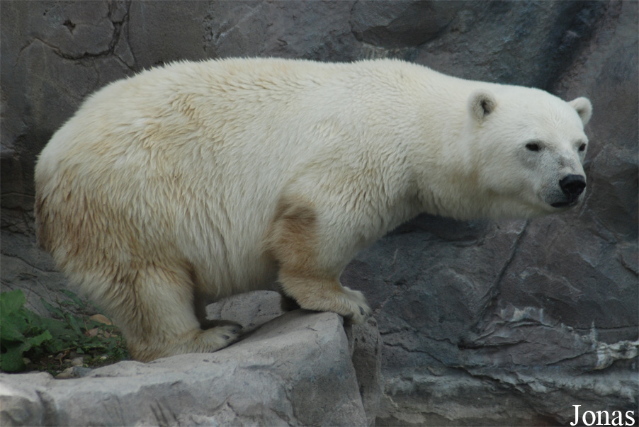 Ursus maritimus