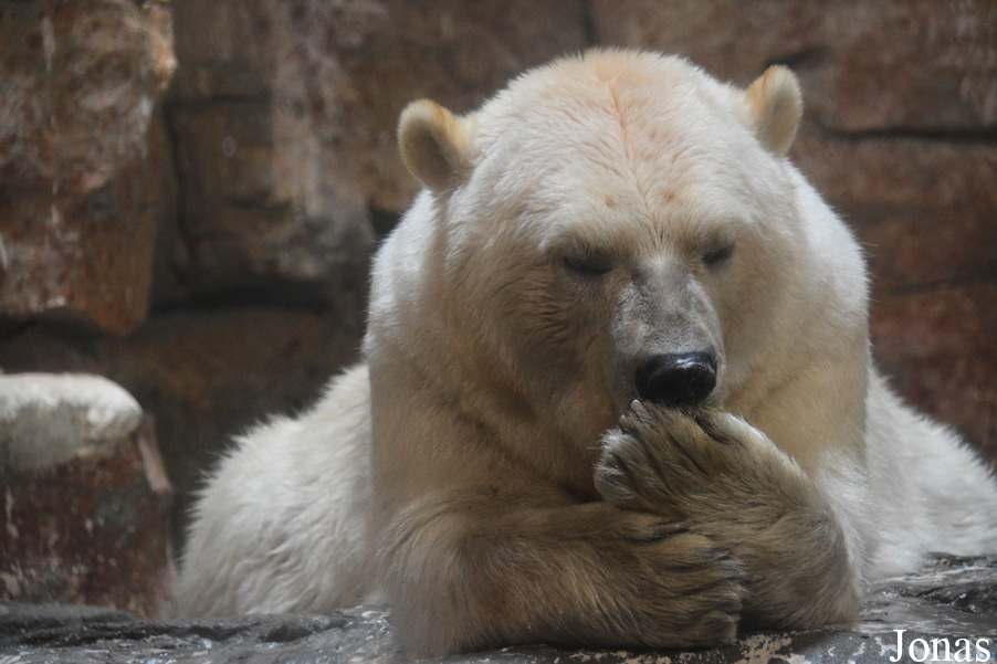 Ursus maritimus x arctos