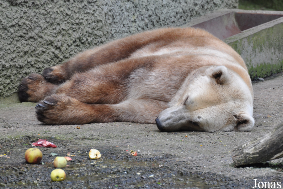 Ursus maritimus x arctos