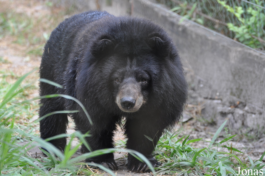 Ursus thibetanus