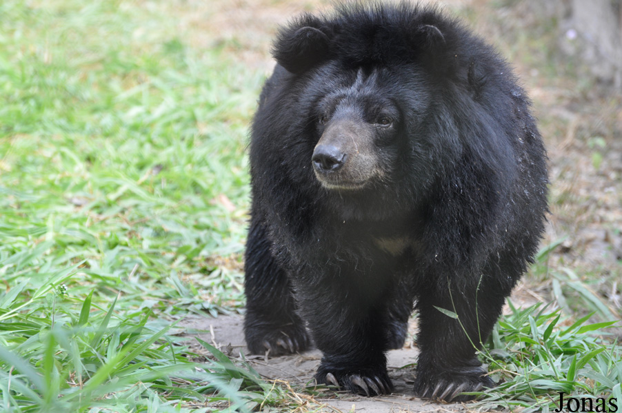 Ursus thibetanus