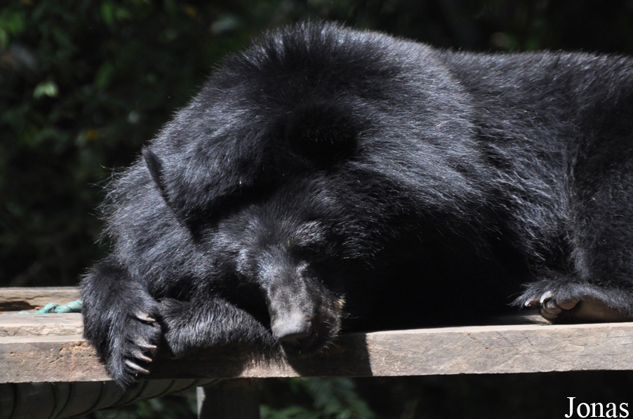 Ursus thibetanus